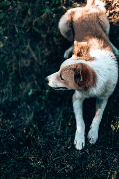 Kızıl Saçlı Şirin Köpeğin Parktaki Çimlerin Üzerinde Yatıp Dinlenmesi Dikey — Stok fotoğraf