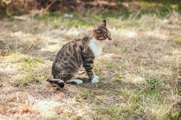 Gris rayado divertido gato adulto con bigote largo se sienta en la hierba en el parque — Foto de Stock