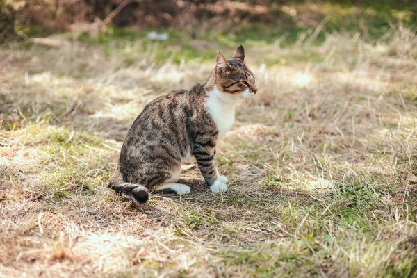 Rolig randig grå vuxen katt med lång mustasch sitter på gräset i parken — Stockfoto