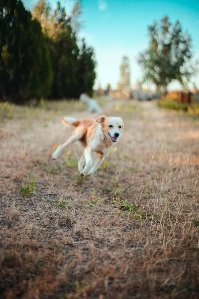 Lustigt utseende hund kör och leker på gräset, hoppa i luften i fältet Blå himmel och vacker utsikt — Stockfoto