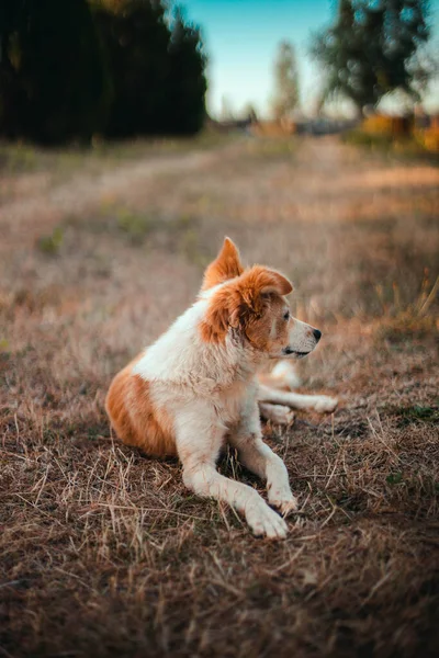 Sevimli kızıl saçlı beyaz köpek parkta çimlerin üzerinde yatar ve dinlenir, dikey yönelim fotoğrafı. — Stok fotoğraf