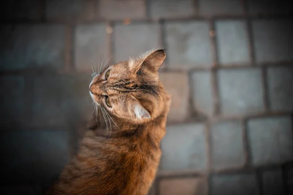 Портрет пушистой тэбби-кошки, смотрящей на улицу в солнечный день, вид сверху на красивого питомца — стоковое фото