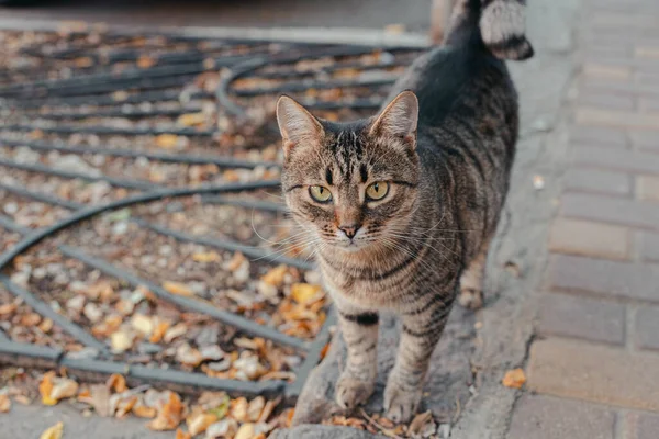 Tabby Yard Adulte Chat Gris Regardant Caméra Dans Rue — Photo