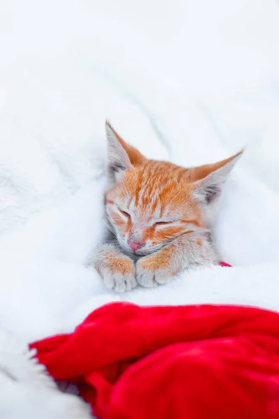 Kattungen sover i en röd tomteluva på en mjuk filt. God jul och nytt år — Stockfoto