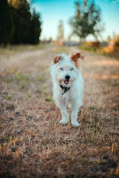 Ein lustiger weißer Fellhund steht auf dem Gras und schaut zur Seite. — Stockfoto