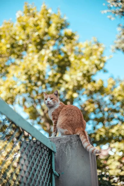 Tabby gember witte kat zit op een stenen hek en kijkt rond in het park. Dakloos en zwerfkat op straat — Stockfoto