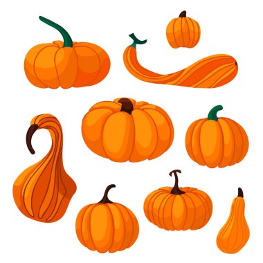 Farklı boyutlarda sonbahar portakal kabakları beyaz arka planda izole edilmiştir. Düz yatıyordu. Vektör illüstrasyonu