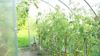 Yeşil çiçek sıraları ve güneşli bahçeye açılan açık kapılı seranın içini görün. Organik tarım, bahçıvanlık ve sürdürülebilir tarım kavramı. Çevre yaşam tarzı sembolü, ev yapımı.