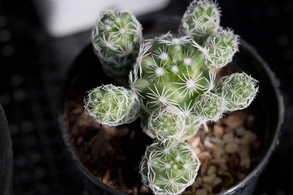 Cactus Close Vasi Terracotta Con Spazio Copia — Foto Stock