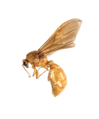 Ölü eşekarısı beyaz arkaplanda izole edildi