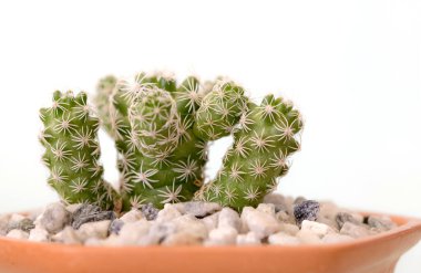 Kopya alanı olan toprak tencerelerde kaktüs yakın plan.