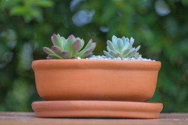 Küçük Aeonium masasında taş olan bir tencerede