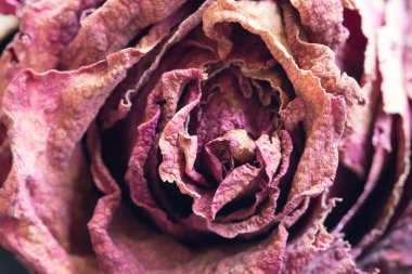 Yakın plan soluk kırmızı gül dokusu. Soyut arkaplan