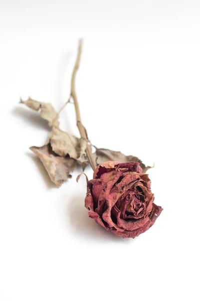 stock image Close-upwithering red roses on white background