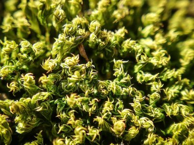 Doğanın makro fotoğrafçılığı - yeşil minik bitkiler