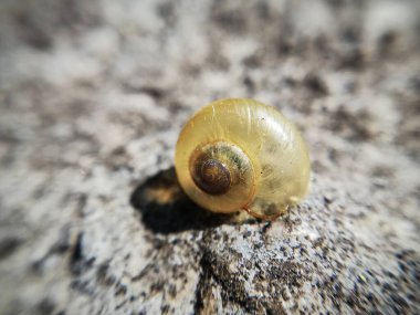 Doğanın makro fotoğrafçılığı - küçük kabuk