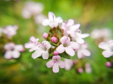 Doğanın makro fotoğrafları - kekik çiçekleri