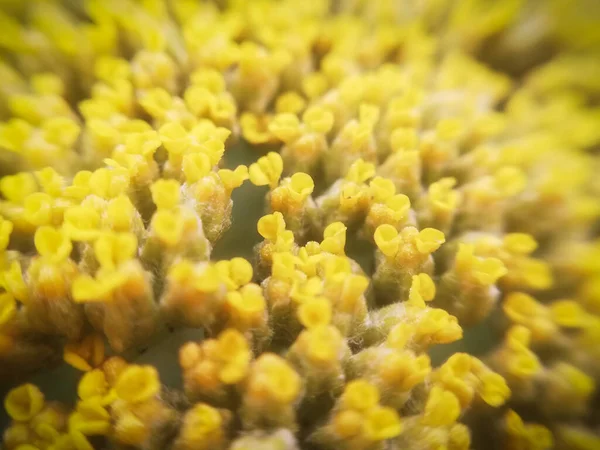 Doğanın Makro Fotoğrafçılığı Süper Minik Sarı Çiçeklerden Oluşan Bir Grup — Stok fotoğraf