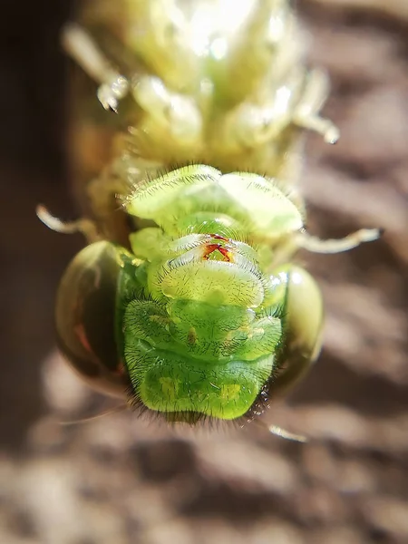 Geburt Einer Libelle Insekt Aus Nächster Nähe Libelle Makro Körper — Stockfoto