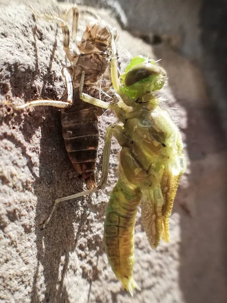 Bir yusufçuğun doğumu. Böcek yakında. Makrodaki yusufçuk. Vücut ve Kanatlar. 