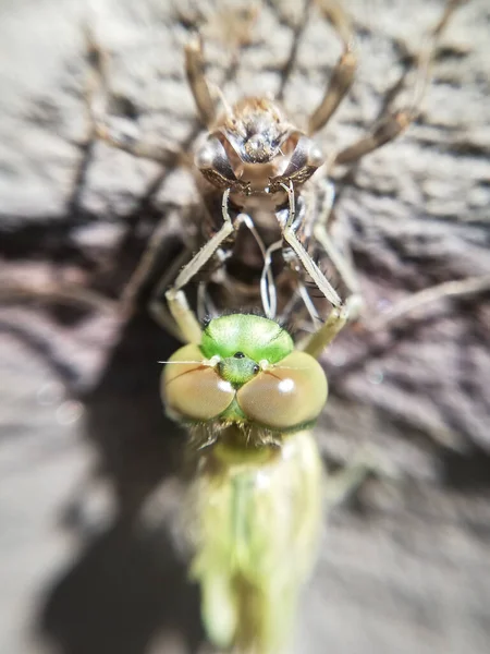 Nascimento Uma Libélula Inseto Perto Libélula Macro Corpo Asas — Fotografia de Stock