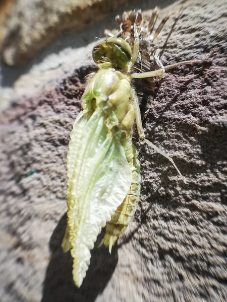 Bir yusufçuğun doğumu. Böcek yakında. Makrodaki yusufçuk. Vücut ve Kanatlar. 
