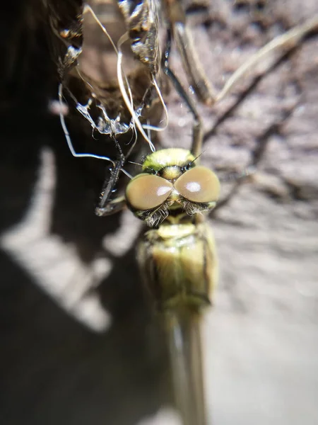 Nascimento Uma Libélula Inseto Perto Libélula Macro Corpo Asas — Fotografia de Stock