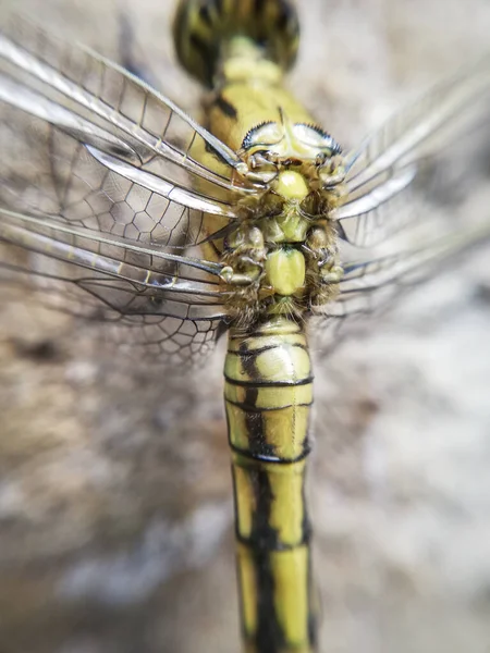 Naissance Une Libellule Insecte Gros Plan Libellule Macro Corps Ailes — Photo