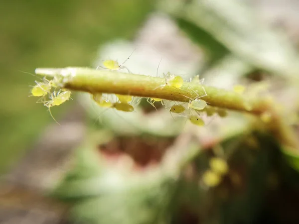 大自然宏观摄影 在树叶边缘行走的蚜虫 — 图库照片