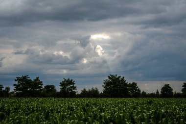 Mısır tarlasının tepesinde biraz güneş