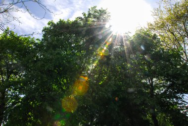 Ormanda yürürken ağaçların arasından Godris geçiyor.
