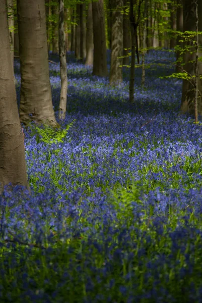 Hallerbos 'ta yürümek, Belçika' daki mavi çiçek ormanı.