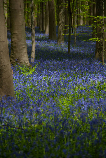 Walking in Hallerbos, the blue flowers forest in Belgium