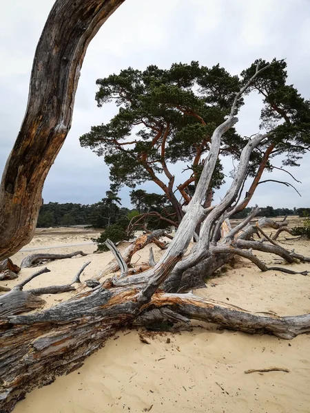 维鲁威公园的沙滩上的树木 梦幻岛 — 图库照片
