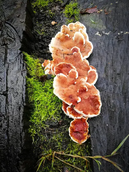 Champignons Plats Orange Blancs Sur Bois Humide — Photo