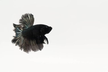 Beta balığı, siyah altın betta, beyaz arka planda güzel Tayland betta balığı,