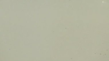 Beyaz boya boya silindiri daldırma