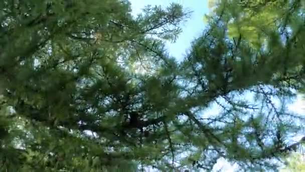 Larch branches, trees and plants — Stock Video