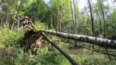 Ormanda windfall, düşmüş huş ağaçları kasırga