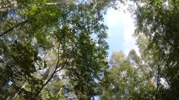 나무와 하늘의 단풍 — 비디오