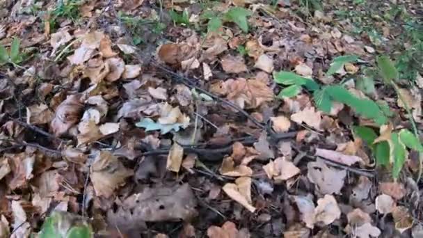 Hierba serpiente de agua anillada Natrix — Vídeos de Stock