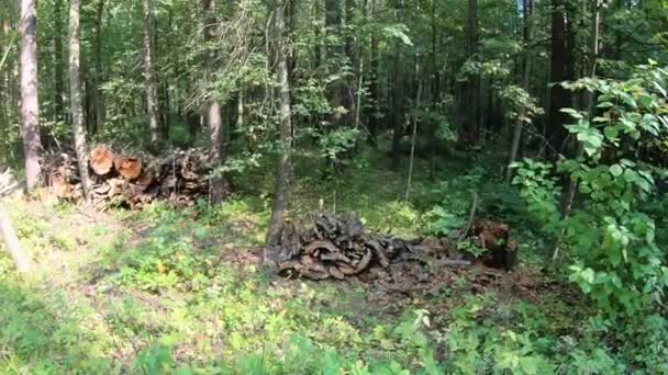 Bejelentkezik az erdőben, fűrészelt a kidőlt fák — Stock videók
