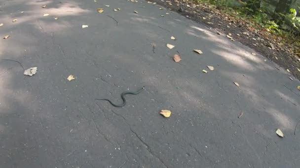 Grama cobra de água anelada Natrix — Vídeo de Stock