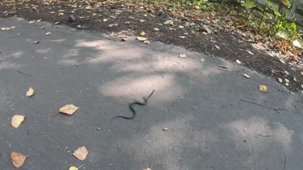 Gräs ringat vatten orm Natrix — Stockvideo