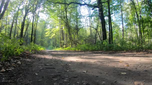 Route de terre de forêt — Video