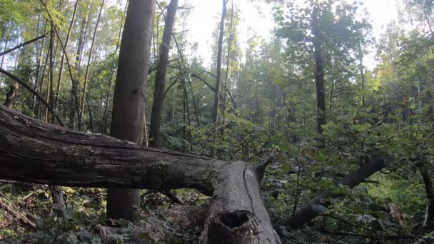 森林中的意外之财，倒下的树木飓风 — 图库视频影像