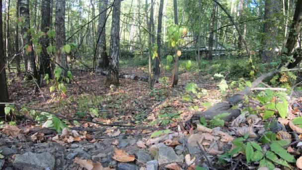 Invernadero en el bosque, árboles caídos huracán — Vídeos de Stock