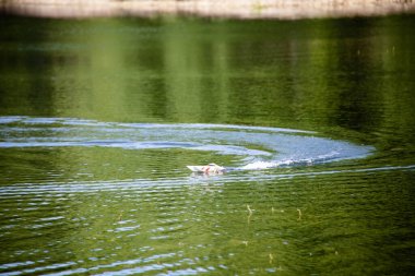 Model mekanik yüzen oyuncak, gölette gemi teknesi