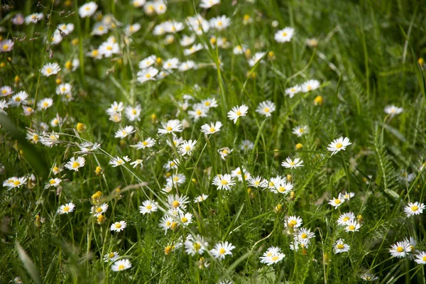 Witte wilde bloemen, madeliefjes — Stockfoto