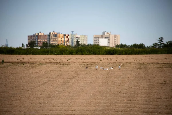 Seagulls on the sand in the field — Stock Photo, Image